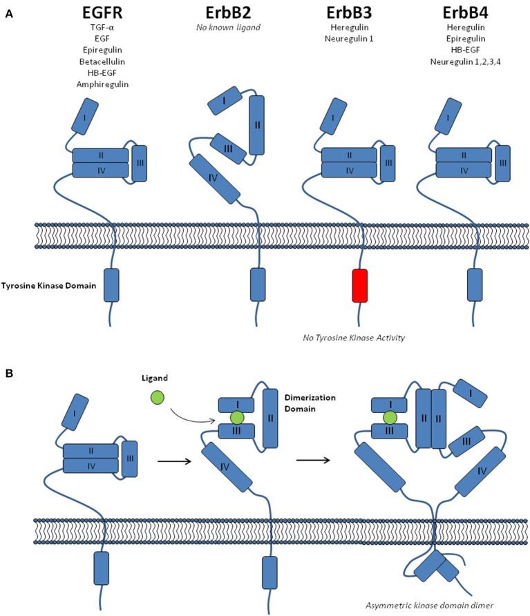 https://cdn.ncbi.nlm.nih.gov/pmc/blobs/38ca/4992703/5bc188eca976/fcell-04-00088-g0001.jpg