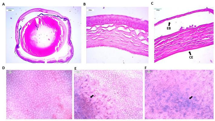 https://cdn.ncbi.nlm.nih.gov/pmc/blobs/38cf/12086347/8dbbc6b3738a/BioProtoc-15-6-5249-g006.jpg