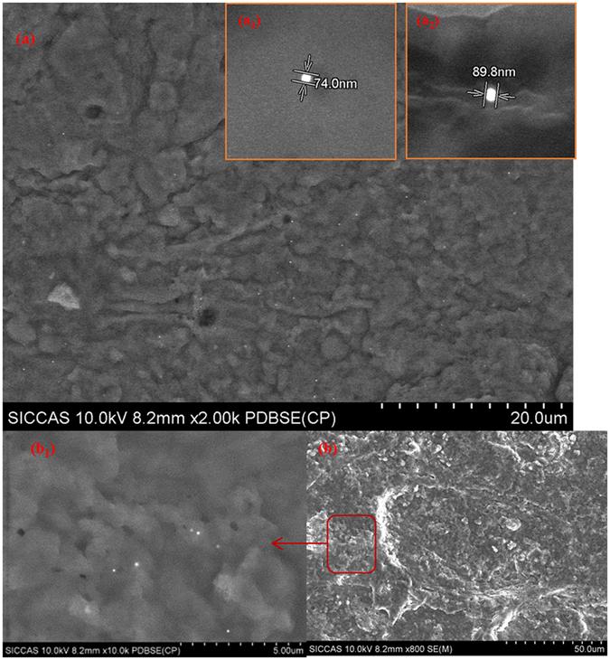 https://cdn.ncbi.nlm.nih.gov/pmc/blobs/38d0/5462741/317c37e6f27e/41598_2017_3275_Fig2_HTML.jpg