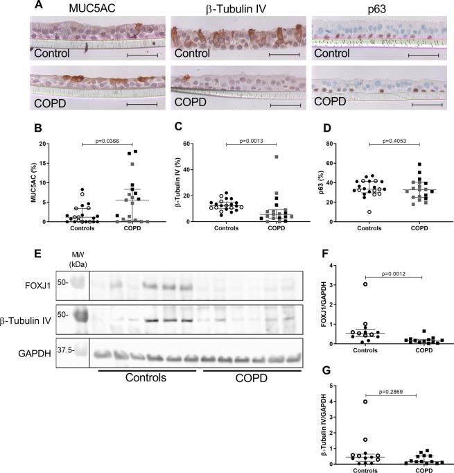 https://cdn.ncbi.nlm.nih.gov/pmc/blobs/38d2/6884487/61e9e81f9385/41598_2019_54292_Fig3_HTML.jpg
