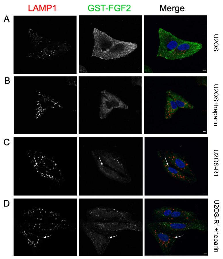 https://cdn.ncbi.nlm.nih.gov/pmc/blobs/38d5/8231185/c092deb2417c/cells-10-01476-g006.jpg
