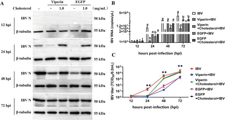 https://cdn.ncbi.nlm.nih.gov/pmc/blobs/38d8/11429478/fdf95b61fd12/13567_2024_1368_Fig7_HTML.jpg