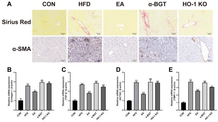 https://cdn.ncbi.nlm.nih.gov/pmc/blobs/38dd/12024594/3458ae9a55be/biomedicines-13-00802-g003.jpg