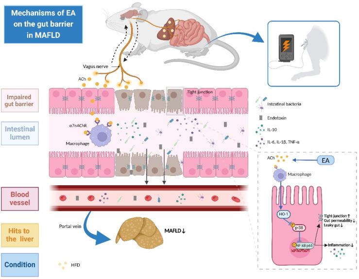 https://cdn.ncbi.nlm.nih.gov/pmc/blobs/38dd/12024594/ed4c4d60aa98/biomedicines-13-00802-g008.jpg