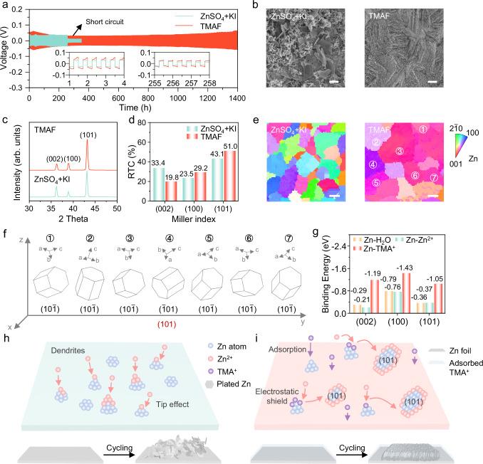 https://cdn.ncbi.nlm.nih.gov/pmc/blobs/38de/12085677/70f574b20fe0/41467_2025_59894_Fig5_HTML.jpg