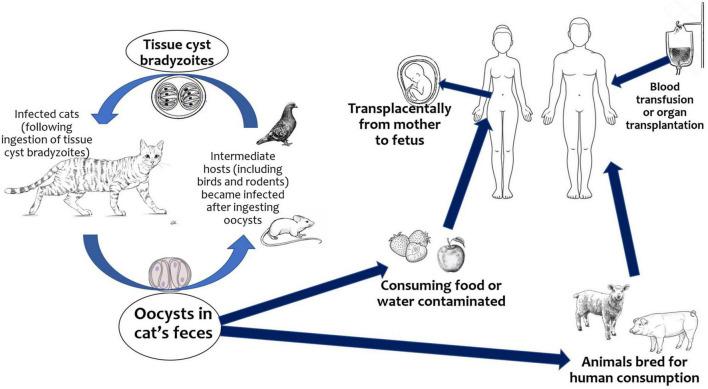 https://cdn.ncbi.nlm.nih.gov/pmc/blobs/38de/9301253/55cc00c5aa5b/fped-10-894573-g001.jpg