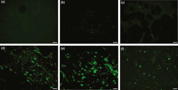 https://cdn.ncbi.nlm.nih.gov/pmc/blobs/38e6/3618380/418f04134298/vde0024-0242-f3.jpg