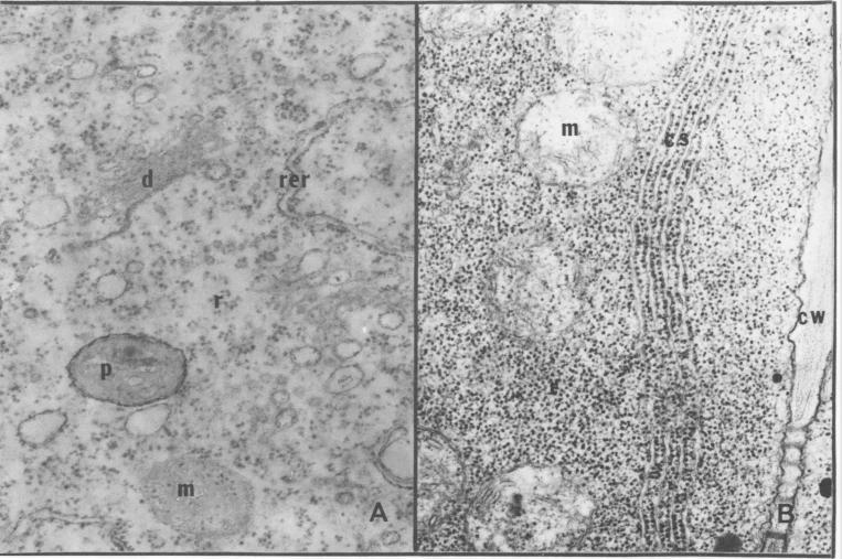 https://cdn.ncbi.nlm.nih.gov/pmc/blobs/38ec/542562/527628c39961/plntphys00142-0144-a.jpg