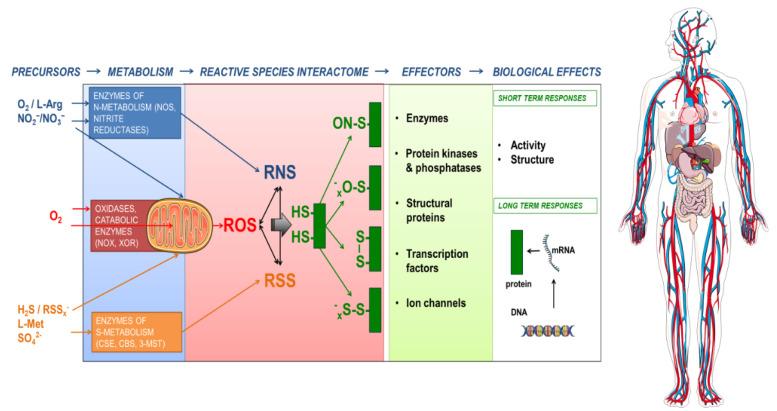 https://cdn.ncbi.nlm.nih.gov/pmc/blobs/38ef/9203981/970da3bc205f/EXCLI-21-623-g-002.jpg