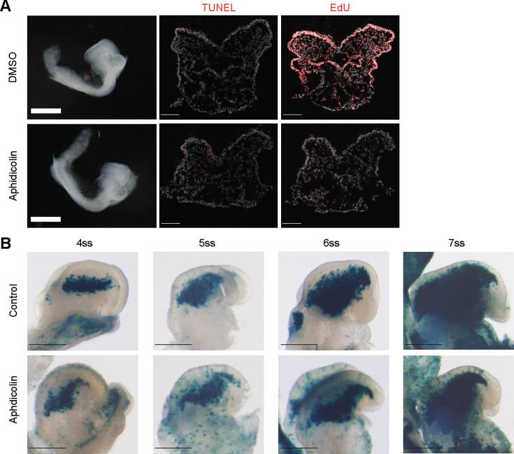 https://cdn.ncbi.nlm.nih.gov/pmc/blobs/38f0/11178358/0d11fb481e28/elife-92844-fig4-figsupp1.jpg
