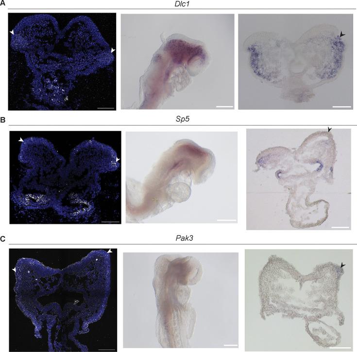 https://cdn.ncbi.nlm.nih.gov/pmc/blobs/38f0/11178358/2dccc66db352/elife-92844-fig5-figsupp2.jpg