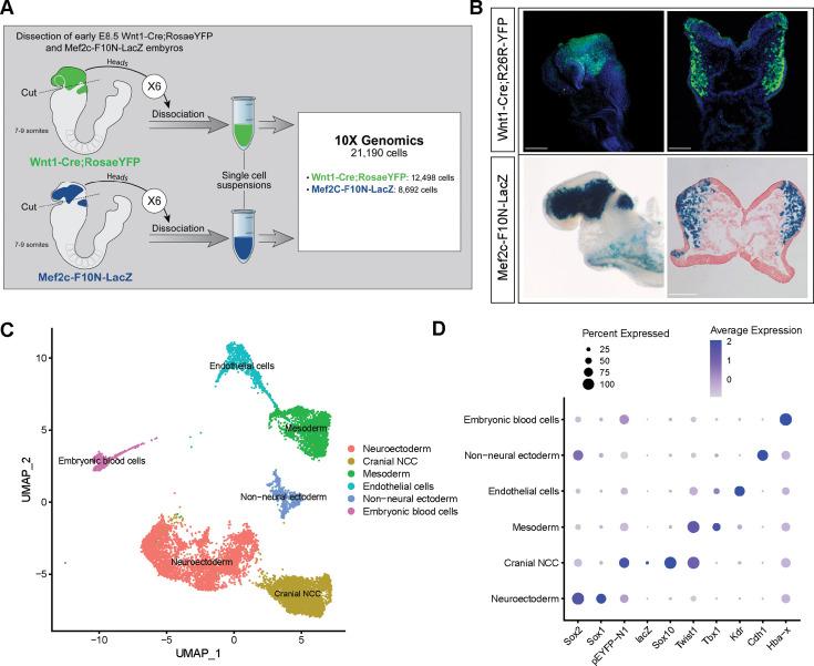 https://cdn.ncbi.nlm.nih.gov/pmc/blobs/38f0/11178358/40f135b8a2df/elife-92844-fig1.jpg
