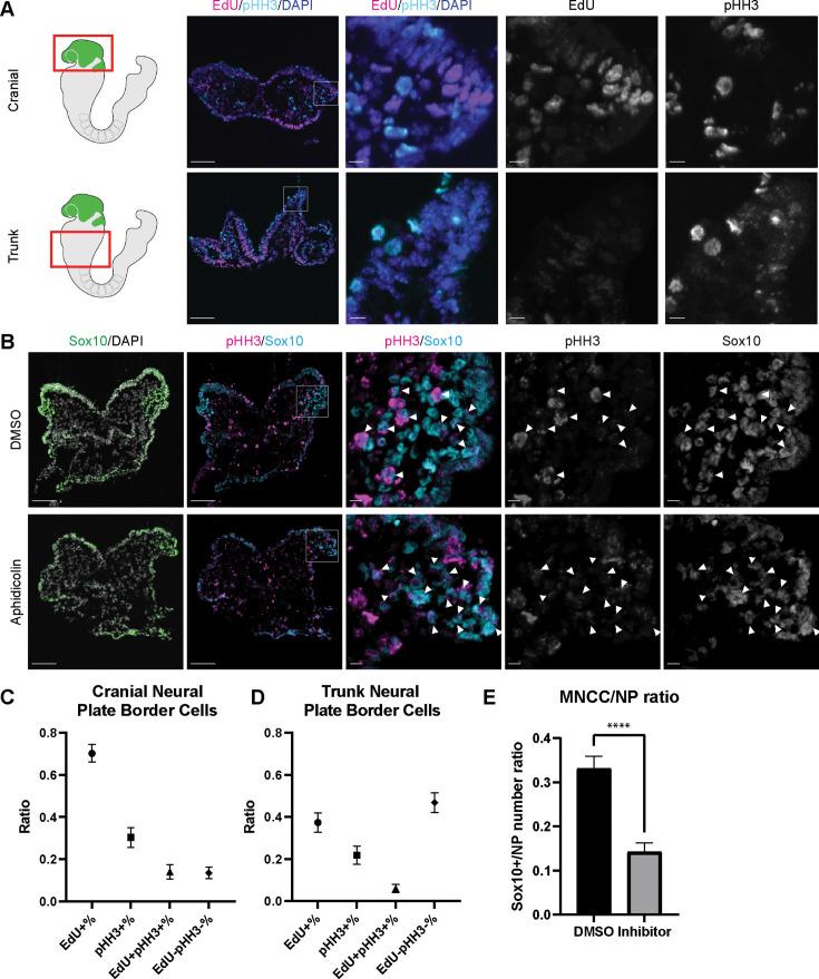 https://cdn.ncbi.nlm.nih.gov/pmc/blobs/38f0/11178358/a7ce4c2bb3a2/elife-92844-fig4.jpg