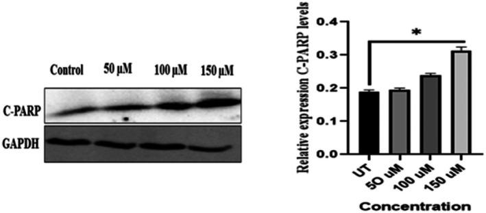 https://cdn.ncbi.nlm.nih.gov/pmc/blobs/38f4/12318615/5f9a5d861414/JCMM-29-e70747-g001.jpg