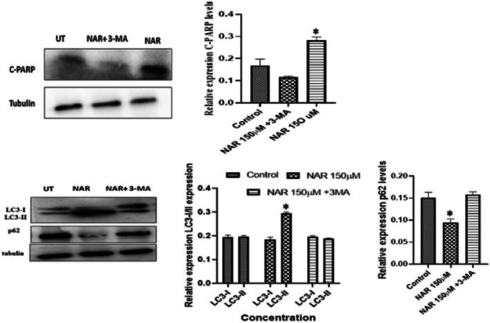 https://cdn.ncbi.nlm.nih.gov/pmc/blobs/38f4/12318615/ff35de7d4c89/JCMM-29-e70747-g012.jpg