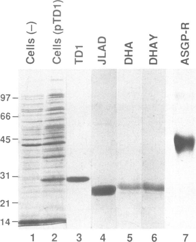 https://cdn.ncbi.nlm.nih.gov/pmc/blobs/38f5/453108/514d41c601ec/emboj00110-0173-a.jpg