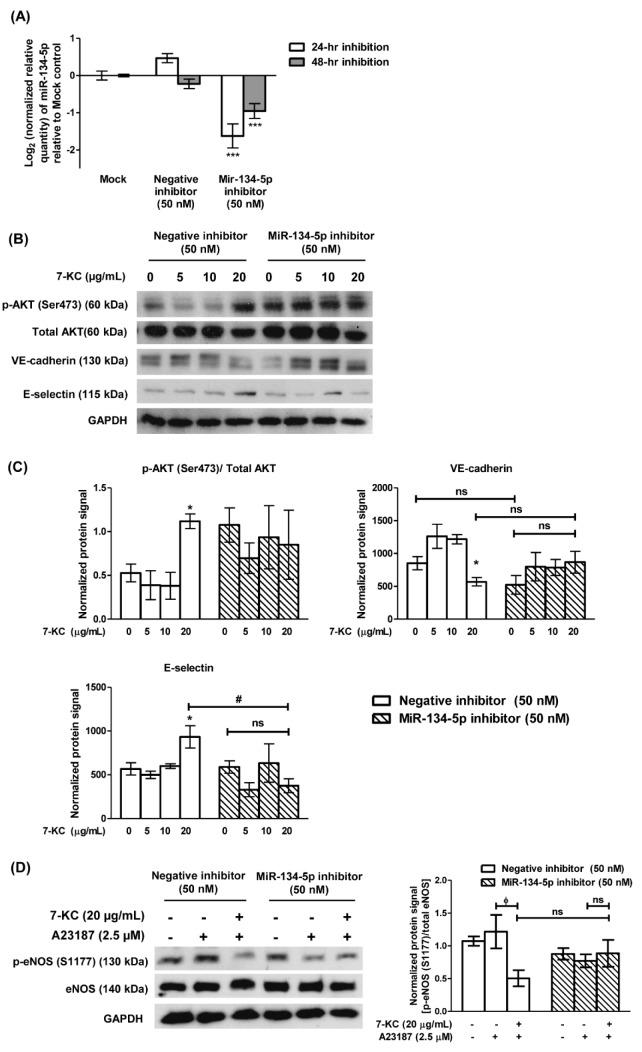 https://cdn.ncbi.nlm.nih.gov/pmc/blobs/38f9/11464864/169f9122ab81/EXCLI-23-1073-g-004.jpg