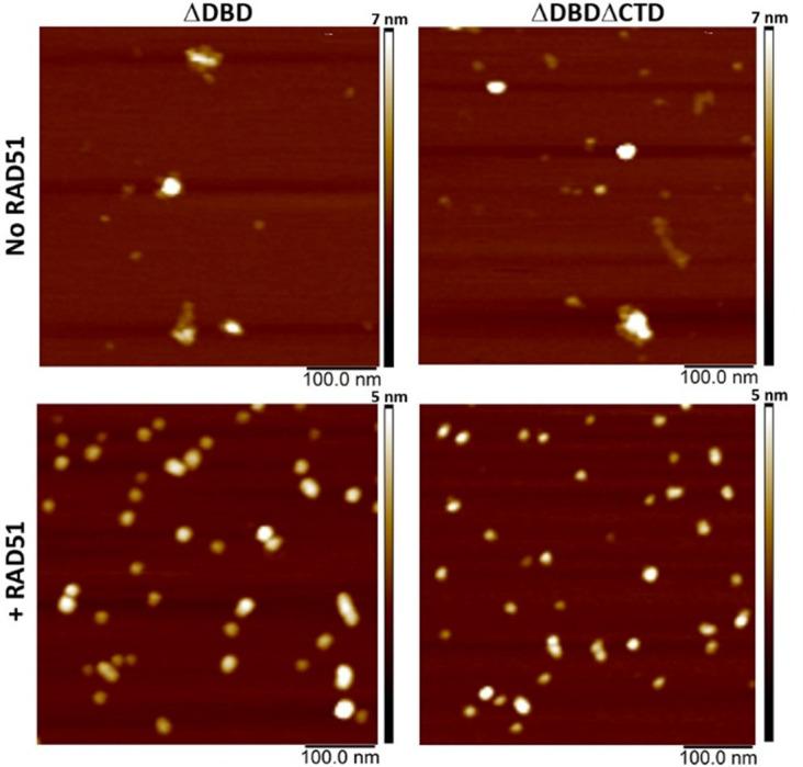 https://cdn.ncbi.nlm.nih.gov/pmc/blobs/38f9/8324294/e9b7c473f319/elife-67926-fig4-figsupp1.jpg