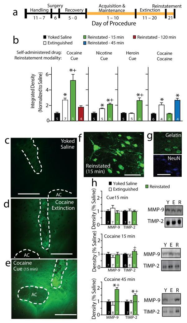 https://cdn.ncbi.nlm.nih.gov/pmc/blobs/38fc/4241163/86d9ae864380/nihms631482f1.jpg