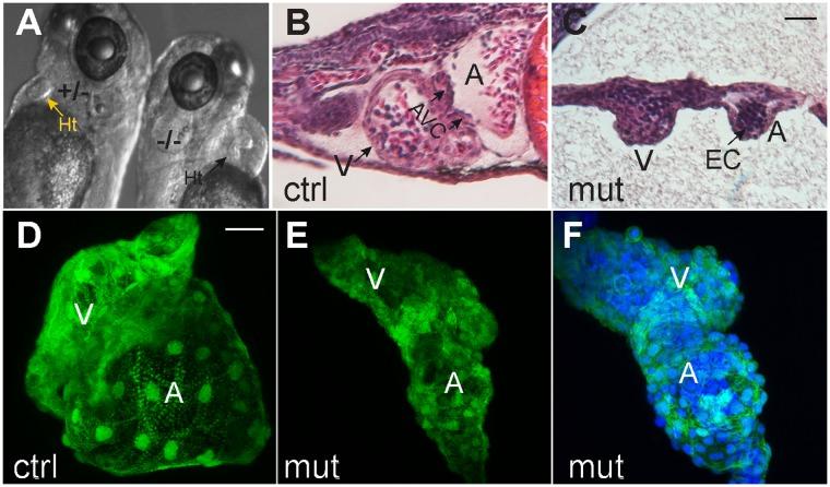 https://cdn.ncbi.nlm.nih.gov/pmc/blobs/38ff/6194089/189ffa9cdeeb/41598_2018_33746_Fig2_HTML.jpg