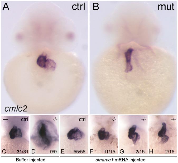 https://cdn.ncbi.nlm.nih.gov/pmc/blobs/38ff/6194089/4d511670e8a9/41598_2018_33746_Fig3_HTML.jpg
