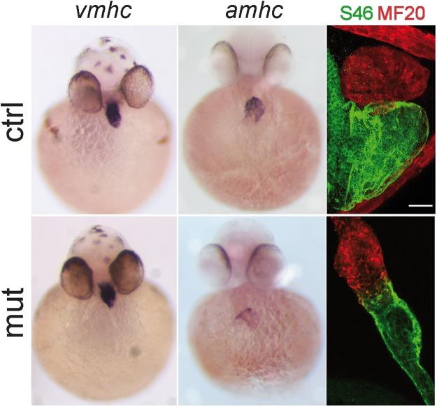https://cdn.ncbi.nlm.nih.gov/pmc/blobs/38ff/6194089/6f1a378d17e9/41598_2018_33746_Fig4_HTML.jpg