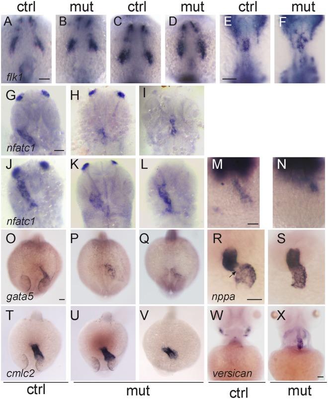 https://cdn.ncbi.nlm.nih.gov/pmc/blobs/38ff/6194089/8837c608991e/41598_2018_33746_Fig5_HTML.jpg