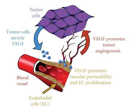https://cdn.ncbi.nlm.nih.gov/pmc/blobs/3905/2829627/4915cf849aac/PPAR2010-814609.001.jpg