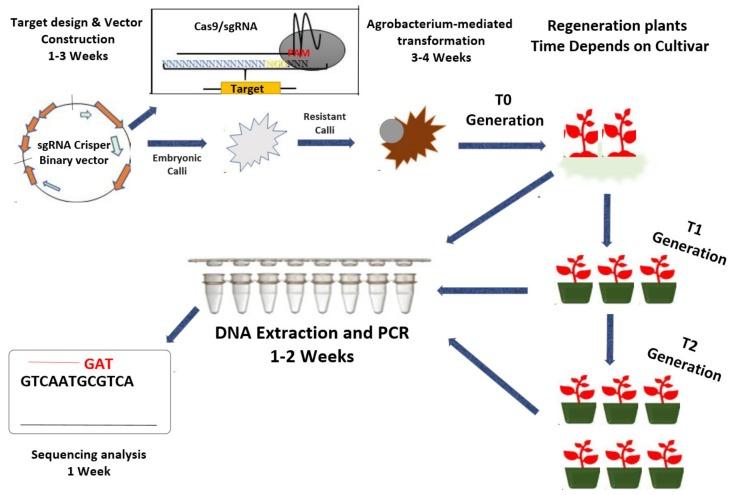 https://cdn.ncbi.nlm.nih.gov/pmc/blobs/3905/7177917/a0fe5f6275d4/ijms-21-02590-g004.jpg