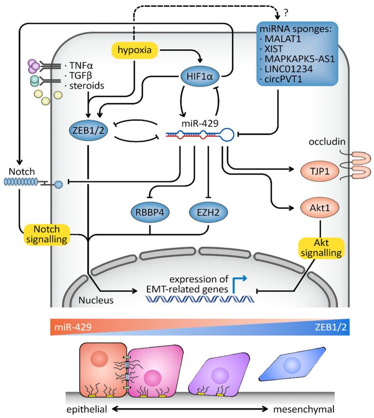 https://cdn.ncbi.nlm.nih.gov/pmc/blobs/3907/10252071/3658bb69b6af/cancers-15-02903-g004.jpg
