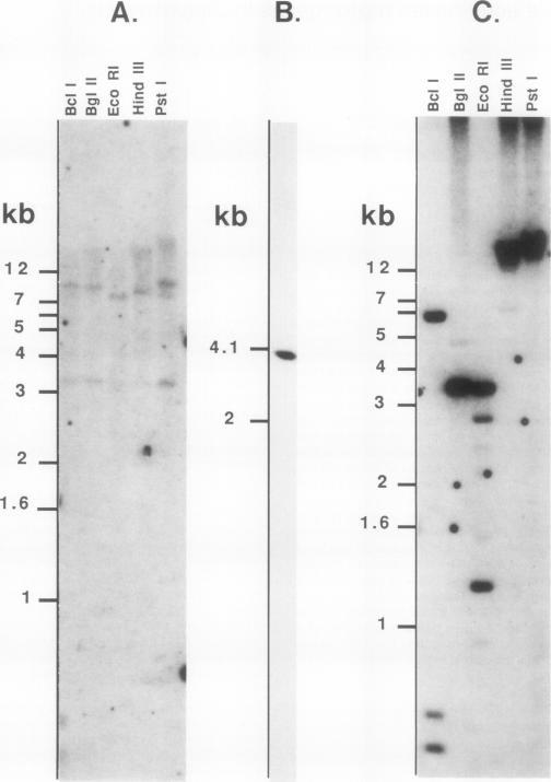 https://cdn.ncbi.nlm.nih.gov/pmc/blobs/390b/361425/706b52bad5e5/cellregul00038-0067-a.jpg