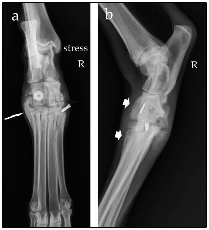 https://cdn.ncbi.nlm.nih.gov/pmc/blobs/390f/10886066/476016db0878/animals-14-00577-g007.jpg