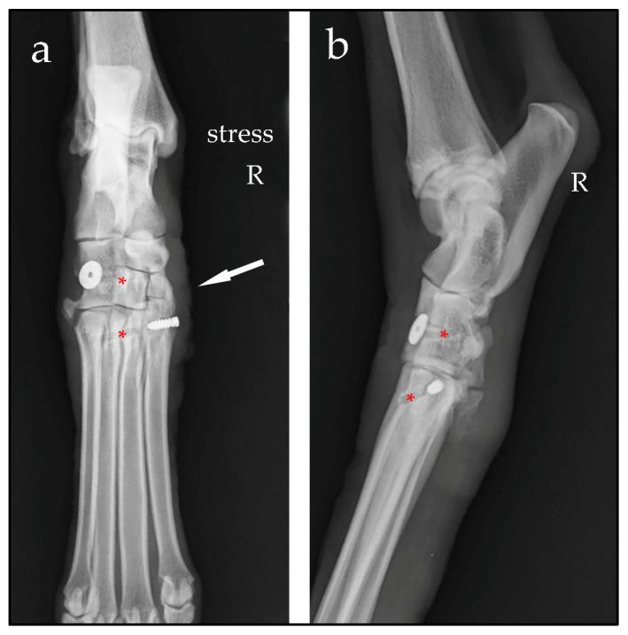 https://cdn.ncbi.nlm.nih.gov/pmc/blobs/390f/10886066/65e2562238fd/animals-14-00577-g005.jpg