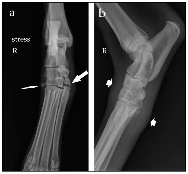 https://cdn.ncbi.nlm.nih.gov/pmc/blobs/390f/10886066/f5e071a377bd/animals-14-00577-g001.jpg