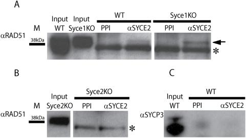 https://cdn.ncbi.nlm.nih.gov/pmc/blobs/390f/2640461/d654c74dce79/pgen.1000393.g006.jpg