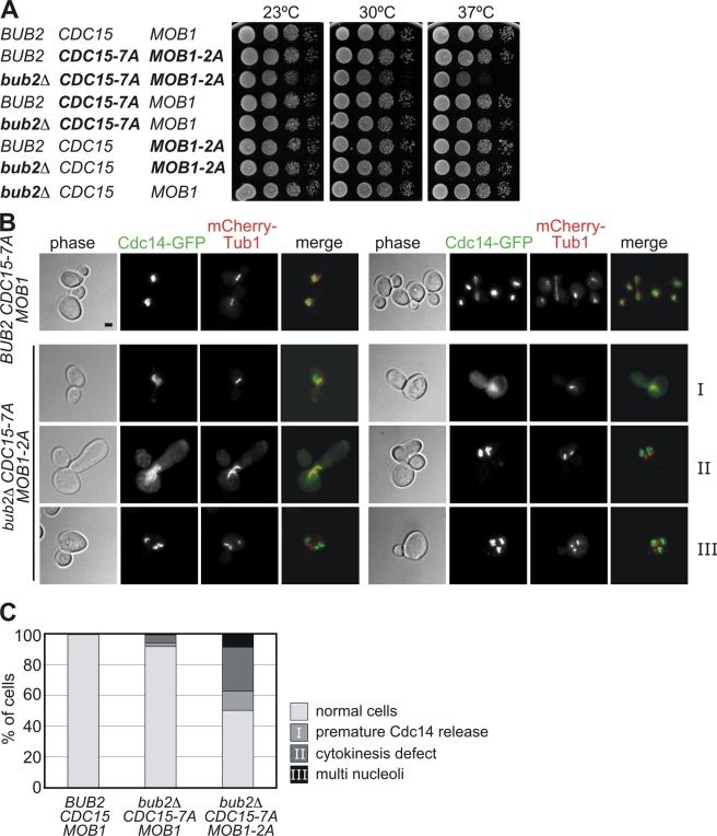 https://cdn.ncbi.nlm.nih.gov/pmc/blobs/390f/2819678/02e18c9fb012/JCB_200911128_RGB_Fig8.jpg