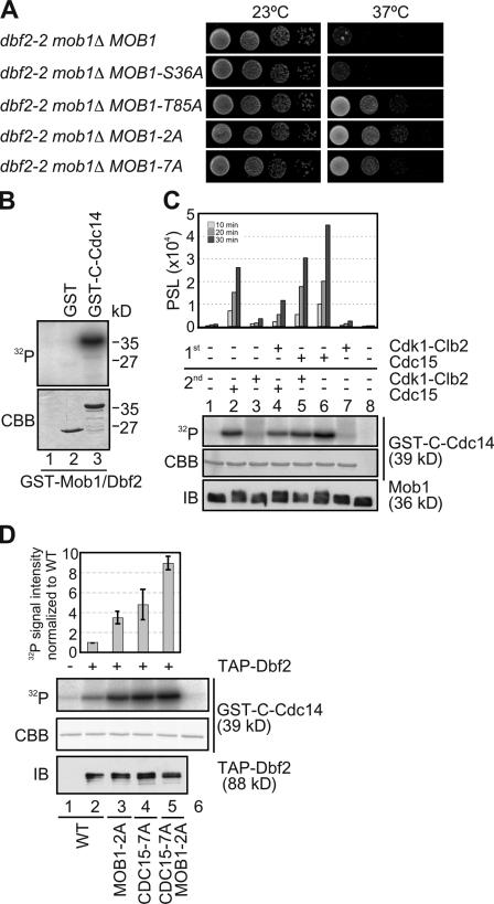 https://cdn.ncbi.nlm.nih.gov/pmc/blobs/390f/2819678/3173039154b8/JCB_200911128_GS_Fig6.jpg