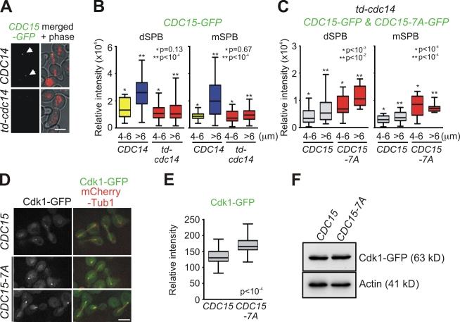 https://cdn.ncbi.nlm.nih.gov/pmc/blobs/390f/2819678/785826e8e362/JCB_200911128_RGB_Fig4.jpg