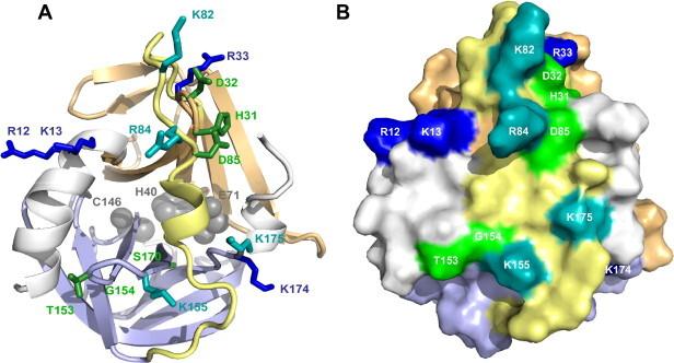 https://cdn.ncbi.nlm.nih.gov/pmc/blobs/390f/7172786/f526295d37c9/gr1.jpg
