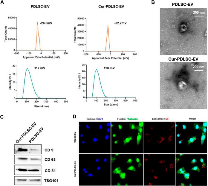 https://cdn.ncbi.nlm.nih.gov/pmc/blobs/3911/10568008/661dcdcc1226/fcell-11-1225449-g001.jpg