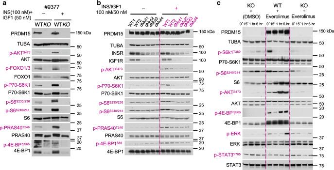 https://cdn.ncbi.nlm.nih.gov/pmc/blobs/3911/7360777/d0632543c8ab/41467_2020_17064_Fig5_HTML.jpg