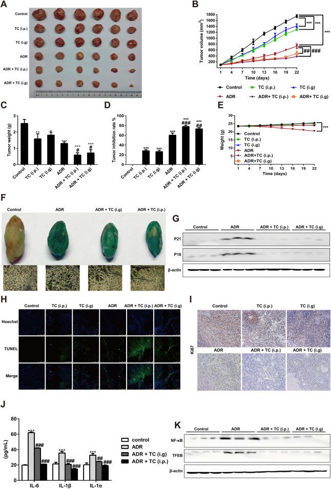 https://cdn.ncbi.nlm.nih.gov/pmc/blobs/3913/11447279/792d15952c14/fphar-15-1422363-g006.jpg