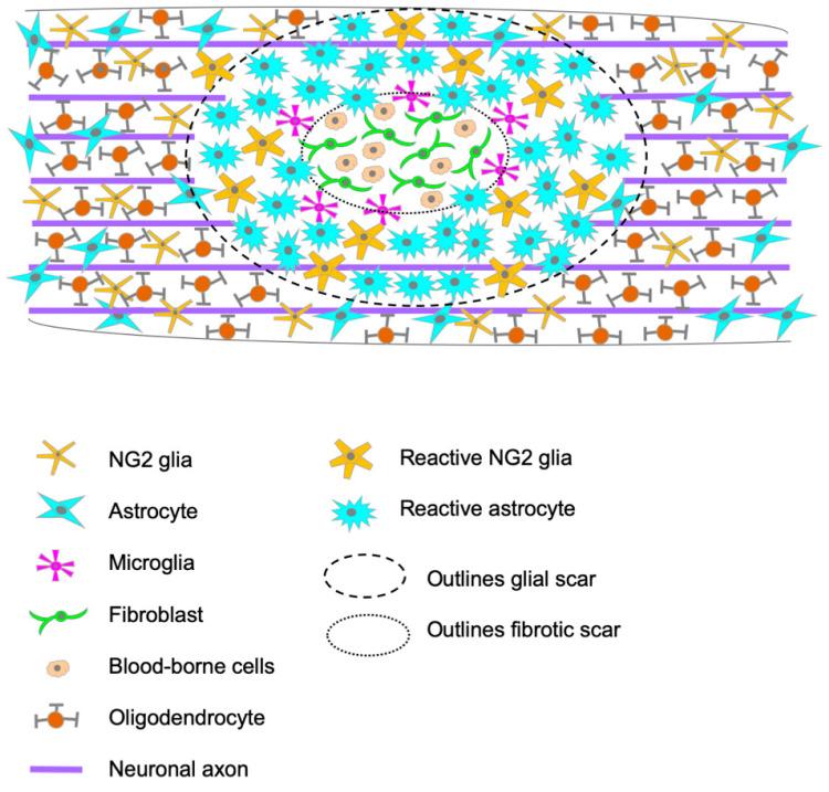 https://cdn.ncbi.nlm.nih.gov/pmc/blobs/3917/10377788/1a098e0b3525/cells-12-01842-g001.jpg