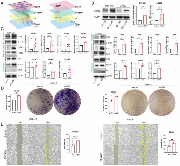 https://cdn.ncbi.nlm.nih.gov/pmc/blobs/3919/11565936/b676ba14f979/fnins-18-1501906-g007.jpg
