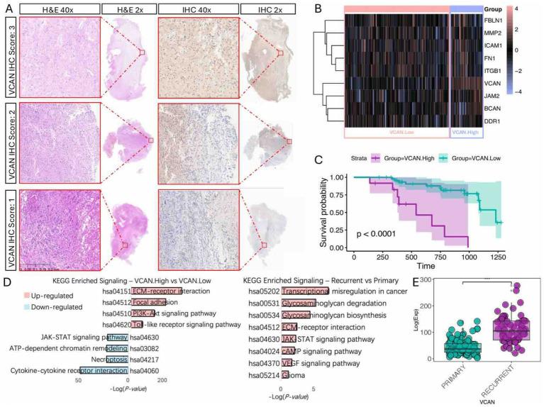 https://cdn.ncbi.nlm.nih.gov/pmc/blobs/3919/11565936/df5719c934a0/fnins-18-1501906-g006.jpg