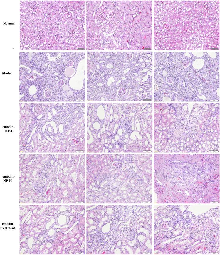 https://cdn.ncbi.nlm.nih.gov/pmc/blobs/3919/7858270/37be631e6f40/fphar-11-606227-g003.jpg