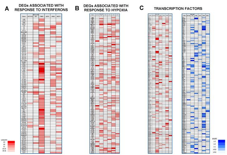 https://cdn.ncbi.nlm.nih.gov/pmc/blobs/391c/10669862/46d8541a4f21/cancers-15-05318-g004.jpg