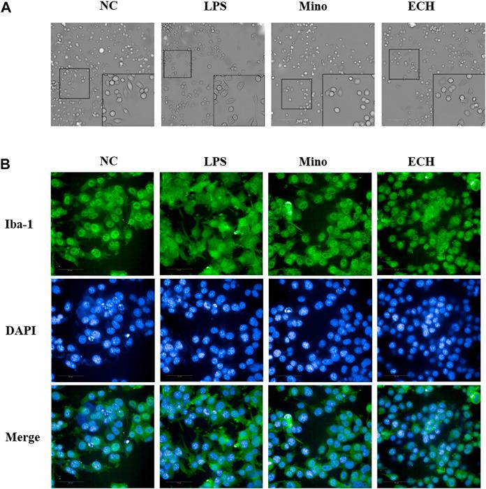 https://cdn.ncbi.nlm.nih.gov/pmc/blobs/391c/9846169/380d61ce00d5/fphar-13-993483-g010.jpg
