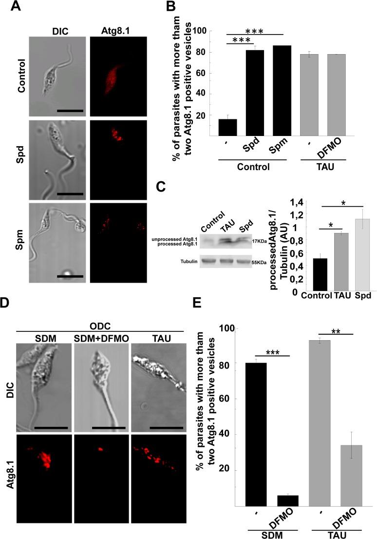 https://cdn.ncbi.nlm.nih.gov/pmc/blobs/391e/5683653/6bb46efd5f80/pntd.0006049.g005.jpg