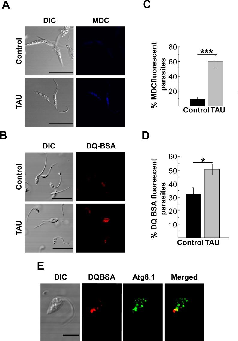 https://cdn.ncbi.nlm.nih.gov/pmc/blobs/391e/5683653/f2822bf5b2ee/pntd.0006049.g002.jpg